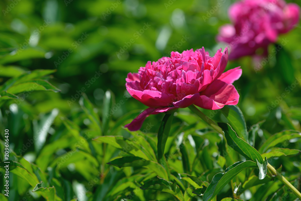 Peony flower. Red white and purple peony flowers blooming in the garden. Multicolor peonies macro closeup background. Peony flower. Red white and purple peony flowers blooming in the garden. Multicolor peonies macro closeup background.