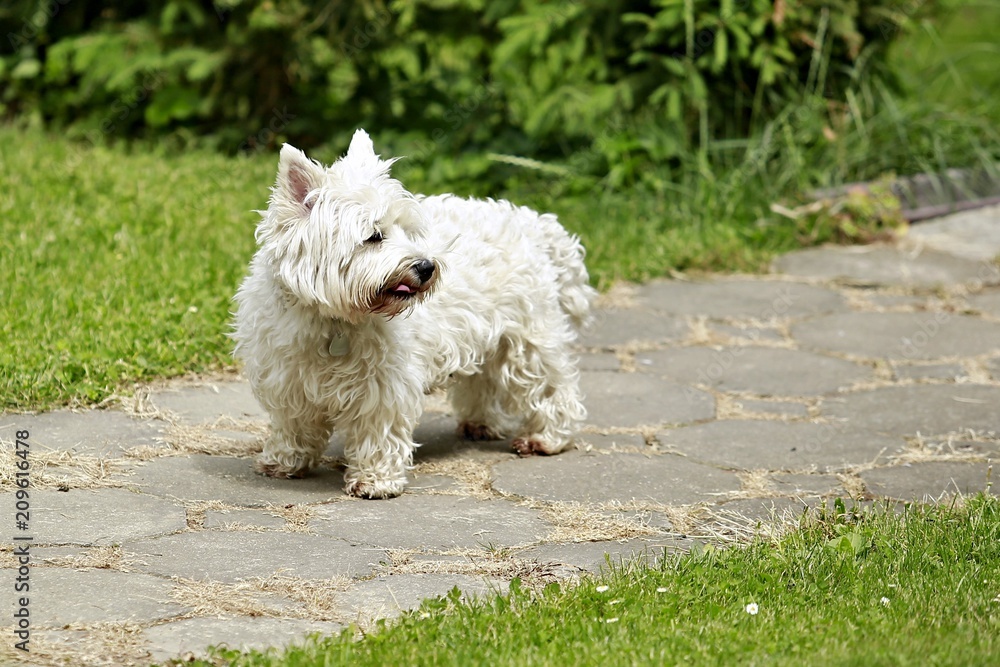 Portrait of funny small west highland white terrier standing on stone path in a garden and waiting, showing his pink tongue when licking himself, green lawn in background Portrait of funny small west highland white terrier standing on stone path in a garden and waiting, showing his pink tongue when licking himself, green lawn in background