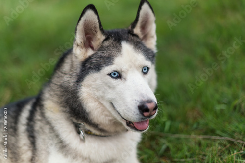 Funny young husky dog