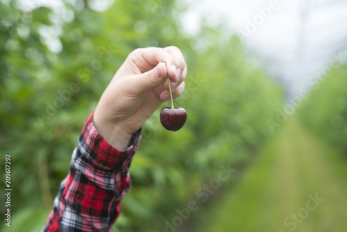 Close up of red cherry fruit in orchard. Organic food production and fruit growing.  photo