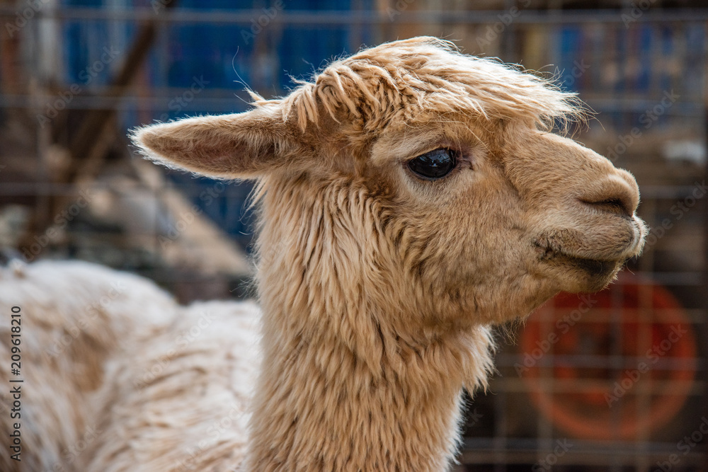 Fototapeta premium Smiling Alpaca with its Ears Down, Profile Close-up