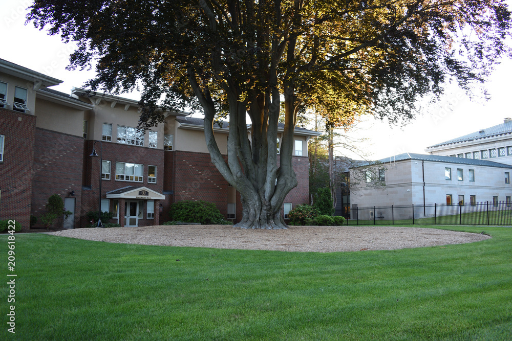 College campus with an old tree with leaves surrounded by a fence