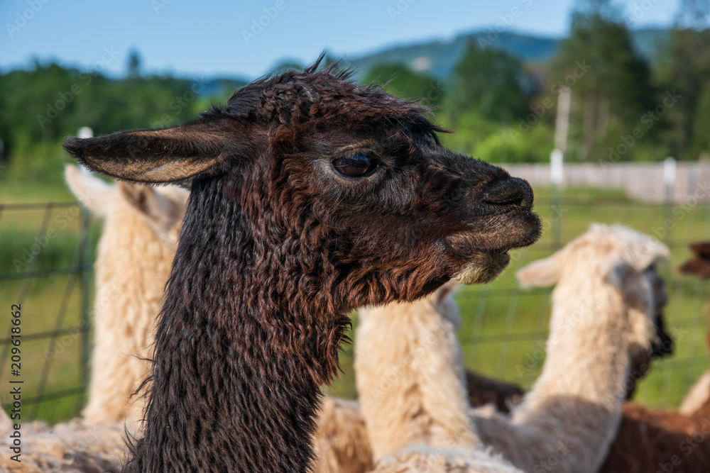 Black-Brown Alapaca with White Alpacas Outdoors in the Field