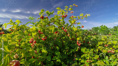 Obraz na plátně raspberry bush raspberries