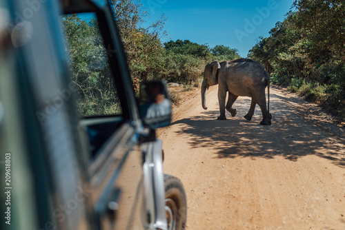 Elephant walk by yellow sand road srilanka