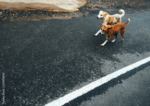 Two funny dogs walk on the asphalt