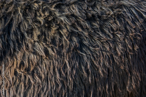 Close-up of Suri Alpaca Fiber photo