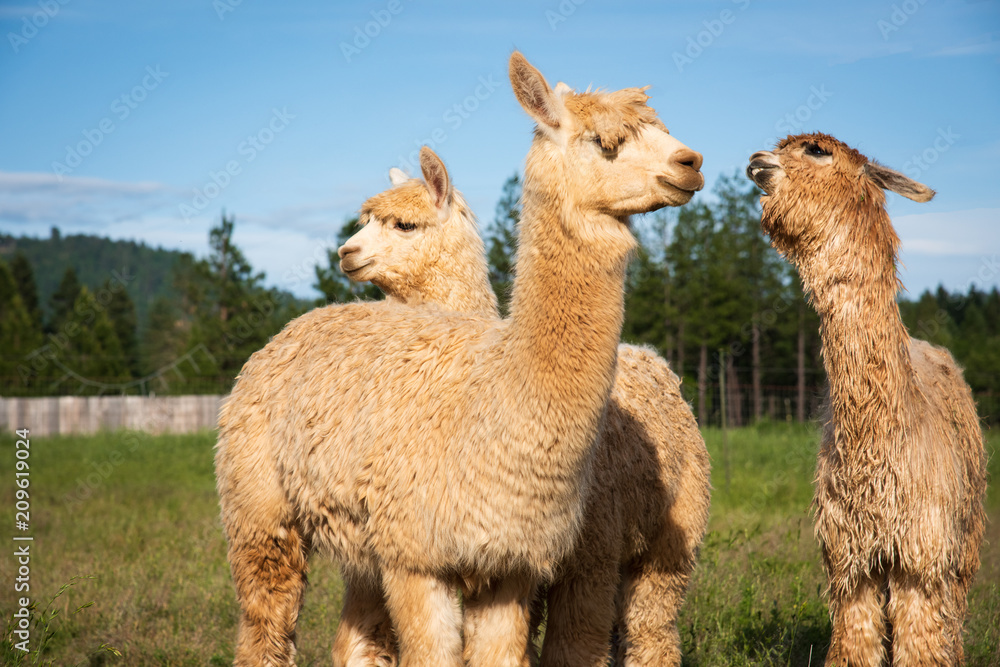 Three Happy Alpacas Conversing in the Pasture