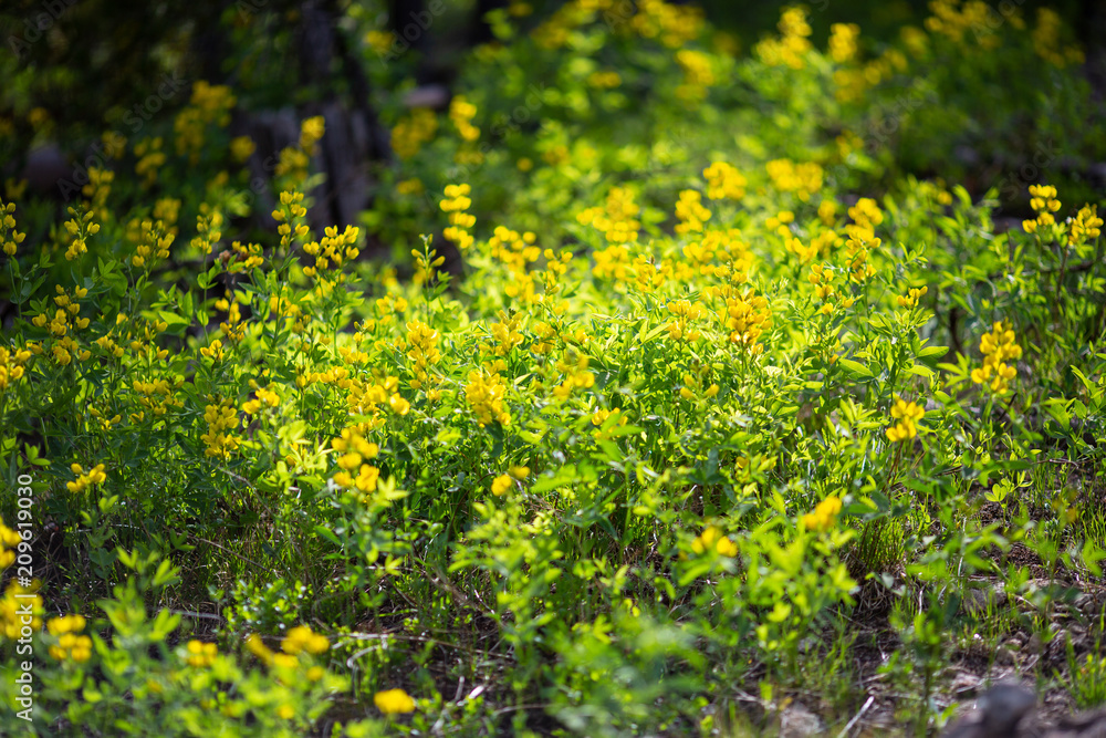Winterpark Nature at Vasquez Winderness Winterpark Nature at Vasquez Winderness