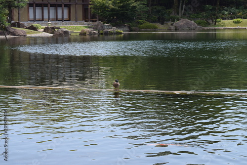 池のカモ