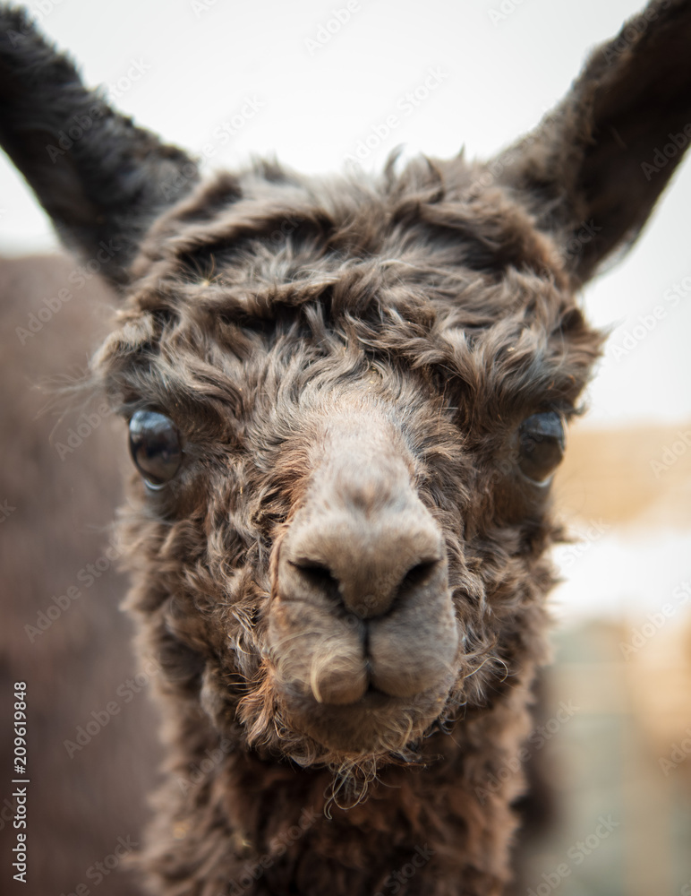 Curious Black Baby Alpaca Looking Directly at You