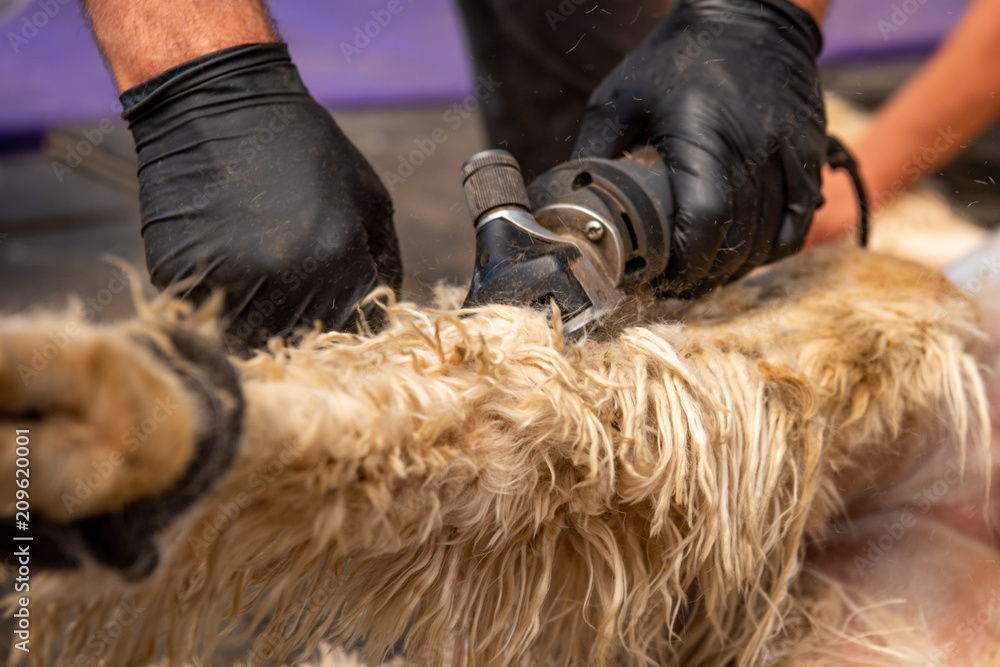 Alpaca Leg Getting Sheared
