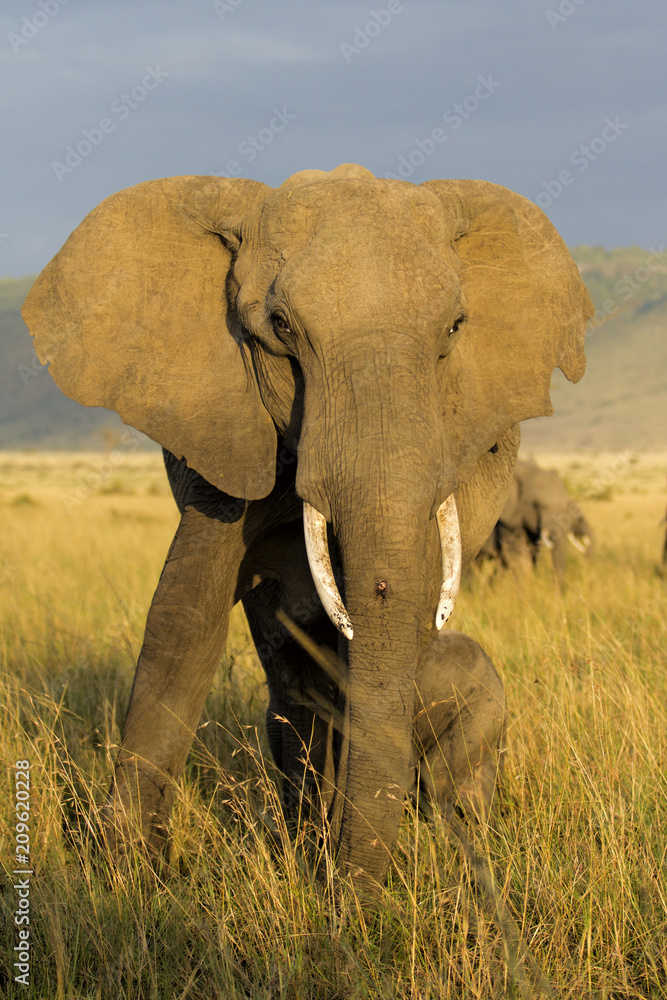 Obraz premium Elephant mother in the Msai Mara National Park in Kenya