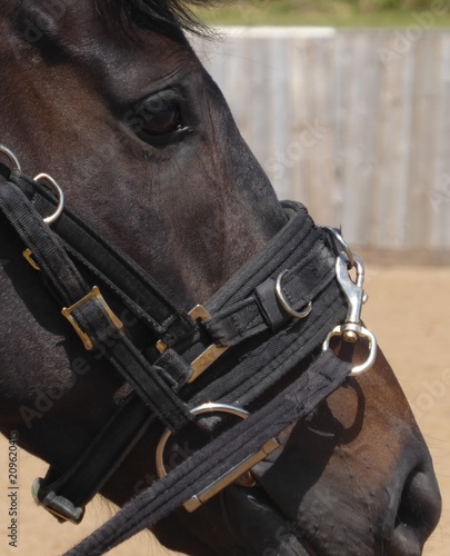 Horses head with bridle ready for lunging in school