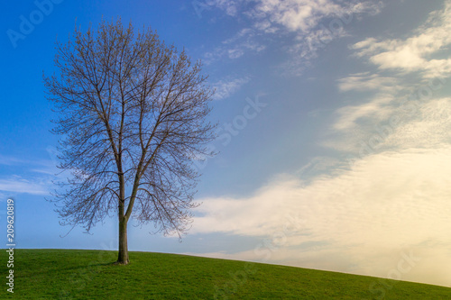 A solitary tree in a green hill above a blue sky at sunset