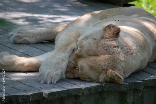 lioness sleeping on deck