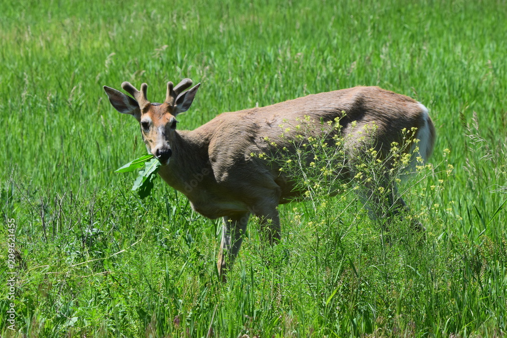 White tail buck eating in field. White tail buck eating in field.
