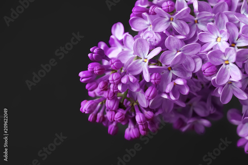 Beautiful blossoming lilac on dark background. Spring flowers