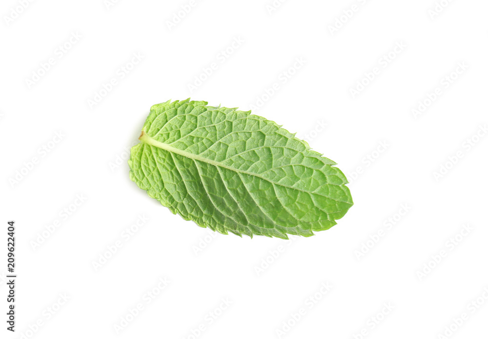 Fresh green mint leaf on white background Fresh green mint leaf on white background