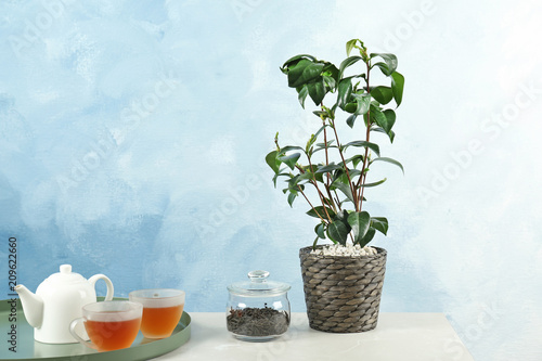 Carta da parati Tea plant in pot, cups and teapot on table