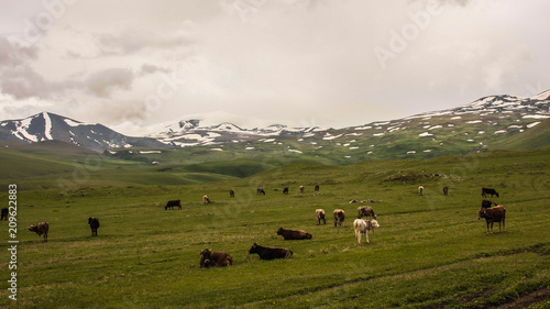 cows on green field near mountains