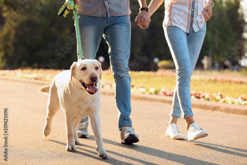 Fototapeta Naklejka Na Ścianę i Meble -  Owners walking their yellow labrador retriever outdoors