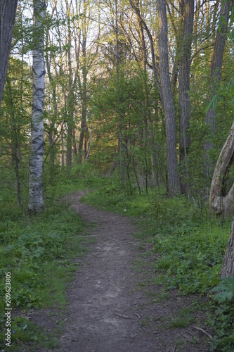 Trail in the woods