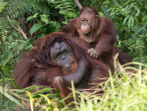Orangutan - Malaysia