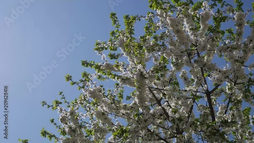 Blossoming spring tree branch against the blue sky.bees and insects pollinate flowering cherry tree against blue sky, Beautiful white flowers on the tree in spring garden. Tree apricots blossoms.