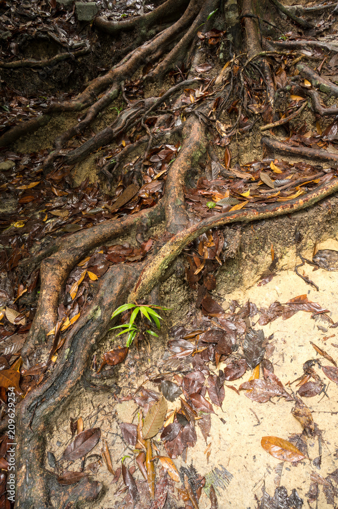 Naklejka premium Penang National Park