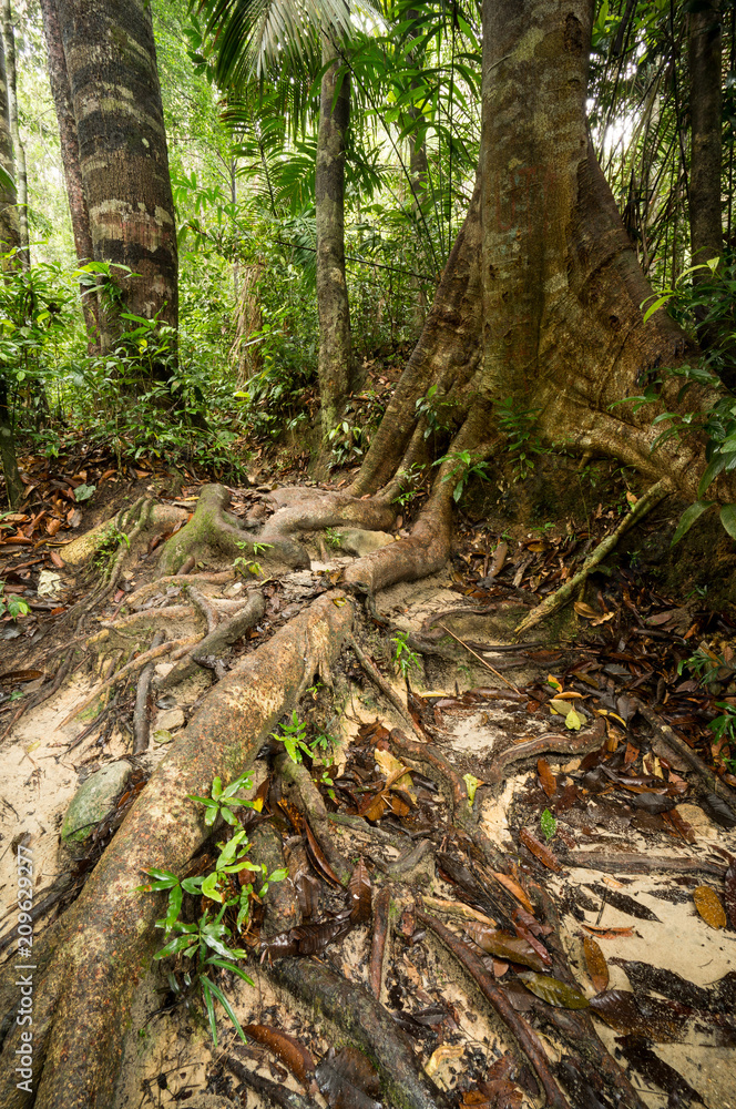 Fototapeta premium Penang National Park
