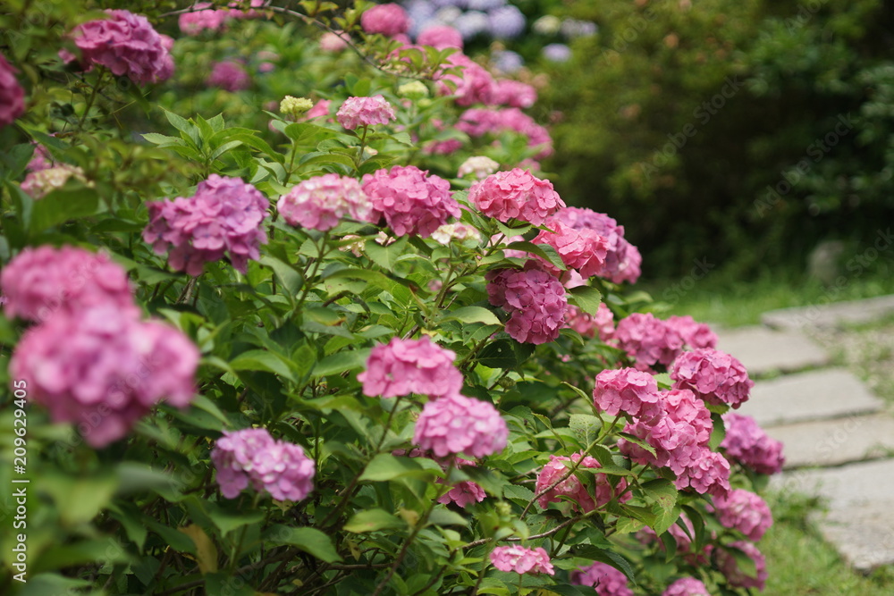 ピンクの紫陽花 ピンクの紫陽花