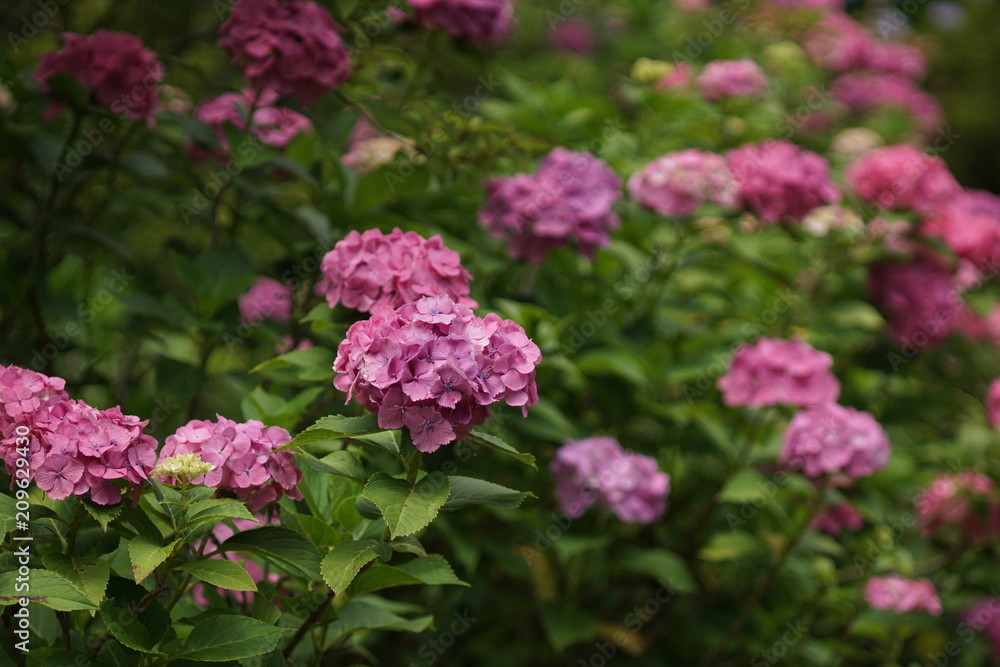 ピンクの紫陽花 ピンクの紫陽花