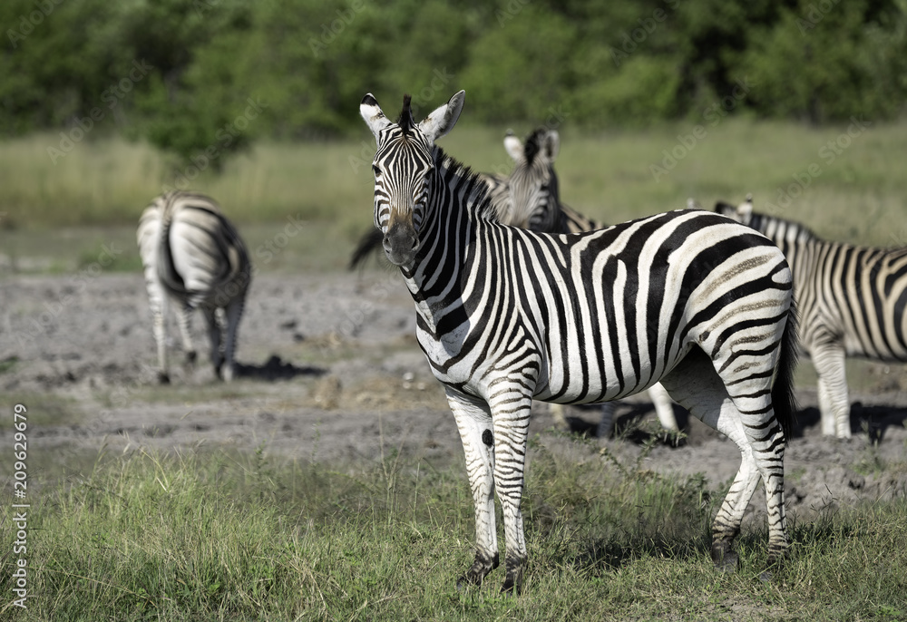 Small Herd of Zebra on the Savanna in Botswana Small Herd of Zebra on the Savanna in Botswana