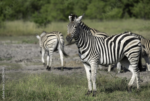 Small Herd of Zebra on the Savanna in Botswana