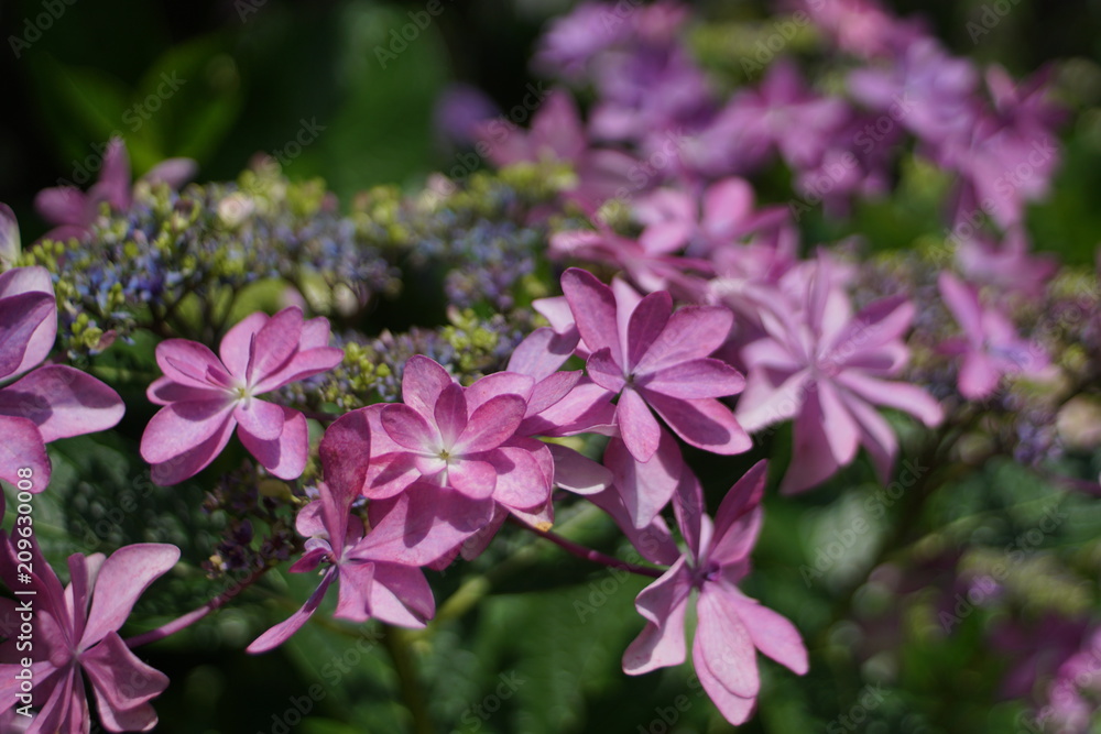 額紫陽花 額紫陽花