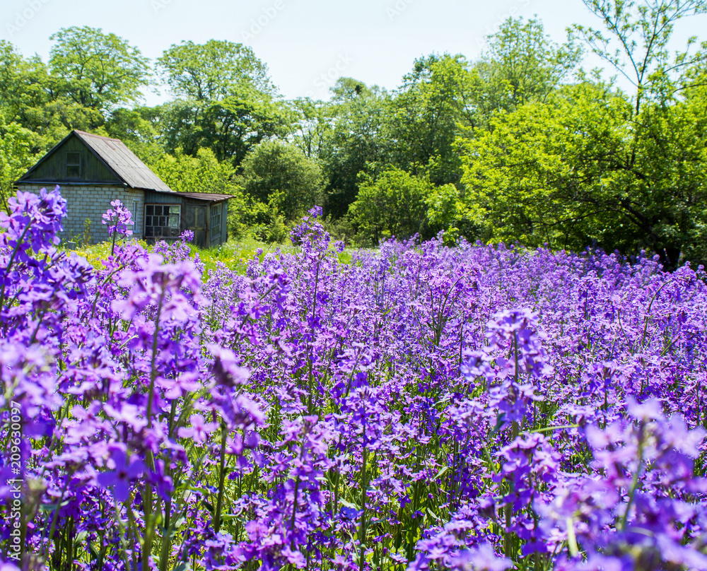 purple petals, summer colors, purple glade purple petals, summer colors, purple glade