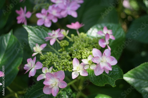 額紫陽花