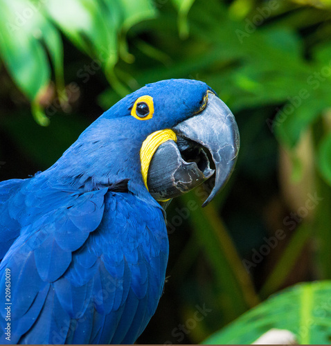 Macaw  © Frank