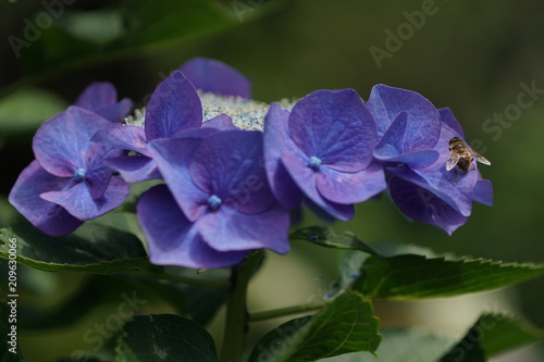 青い紫陽花