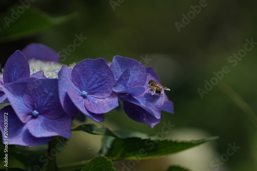 青い紫陽花
