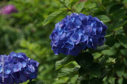 青い紫陽花