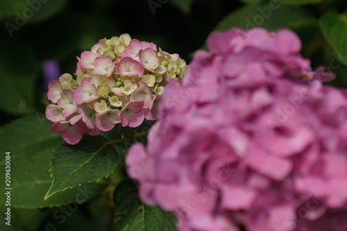ピンクの紫陽花