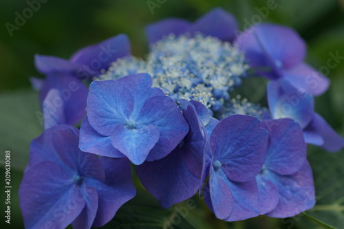 青い紫陽花