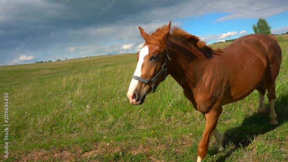 Horses with a foal graze in the field, daytime beautiful landscape, slow motion Horses with a foal graze in the field, daytime beautiful landscape, slow motion