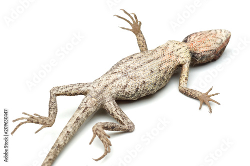 Tableau sur toile The underneath side of a tropical tree lizard found in Thailand isolated on whit