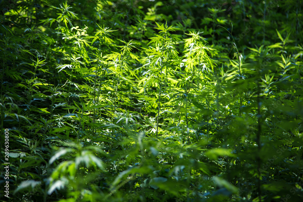 Sunlit Stalks Sunlit Stalks