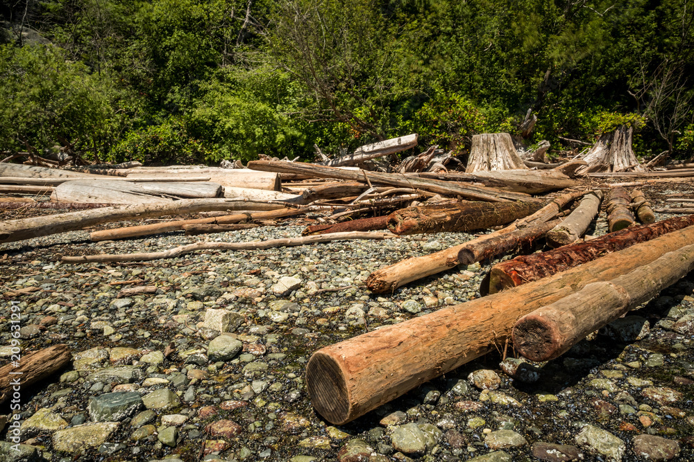 rocky beach filled with drift woods in front of a forest. rocky beach filled with drift woods in front of a forest.
