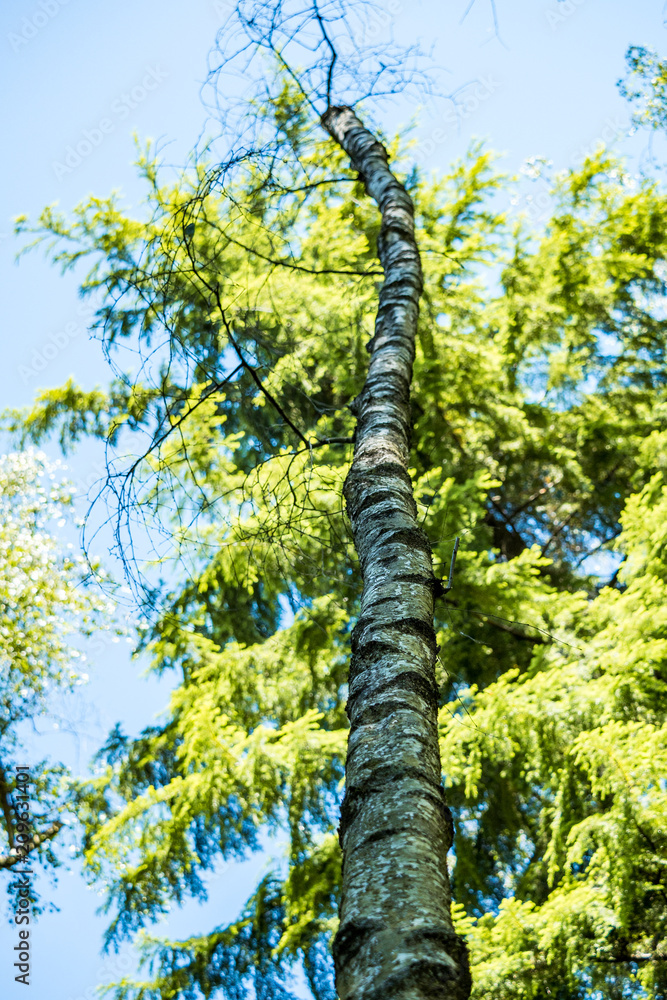 Fototapeta premium a grey tree trunk in front of pine tree under blue sky