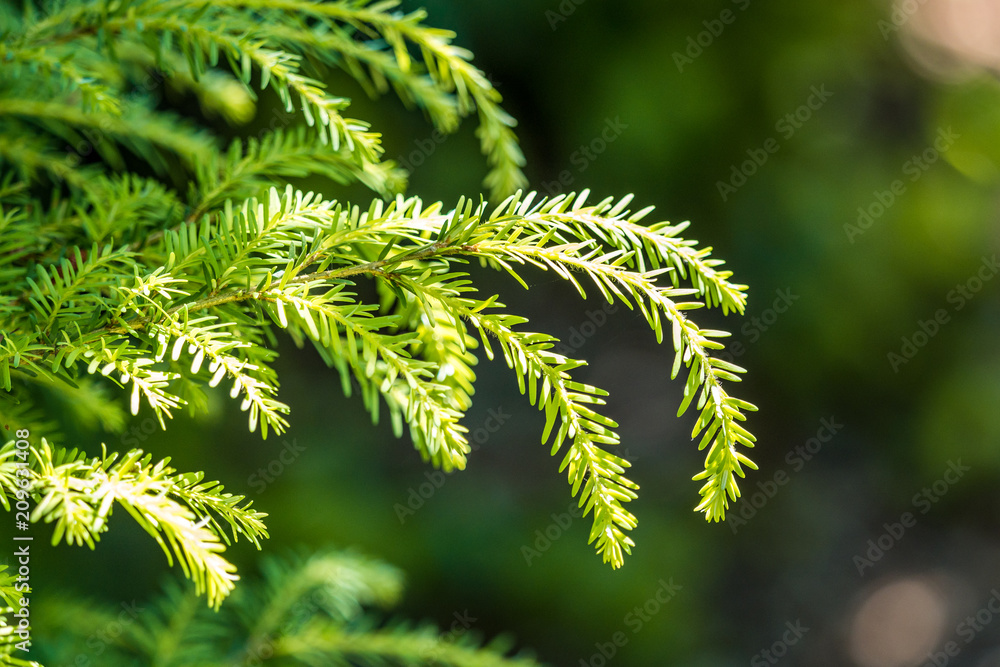 close up of green pine needles with green background under bright day light close up of green pine needles with green background under bright day light